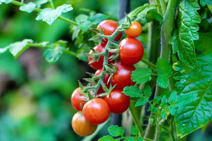 Cherry tomato plants growing on a balcony