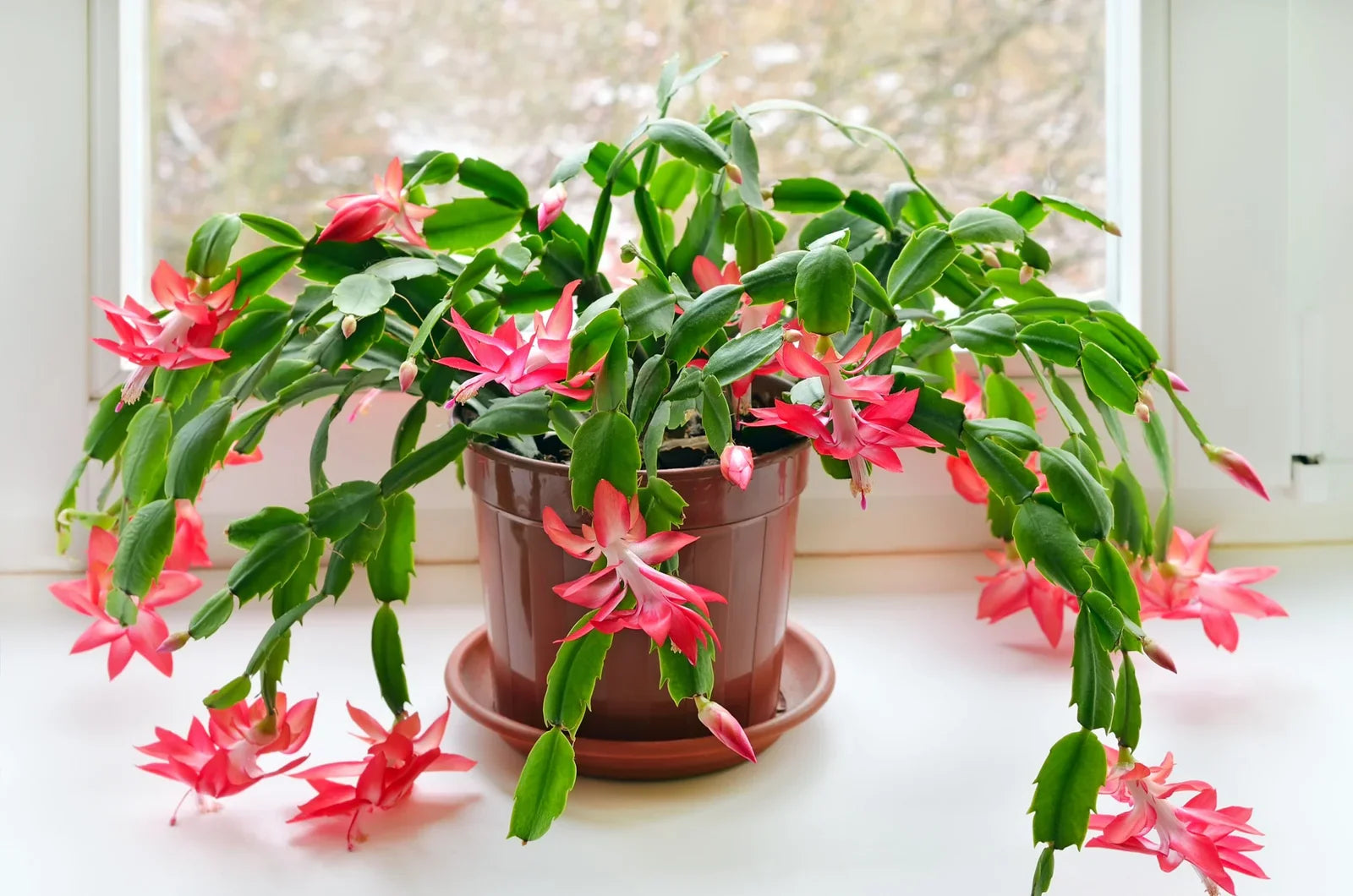 Balcony container with Schlumbergera cactus