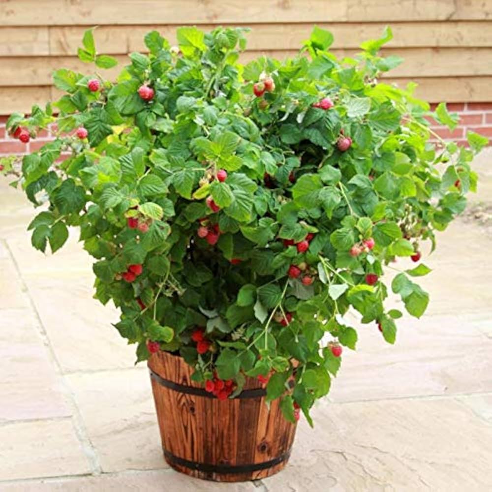 Balcony edible berry plant seeds producing ornamental red fruit for pots