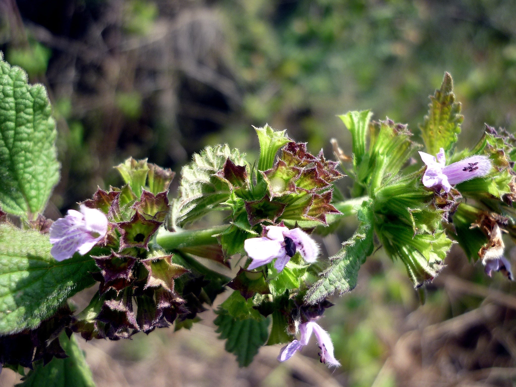 Ballota Nigra Growing in Garden Border