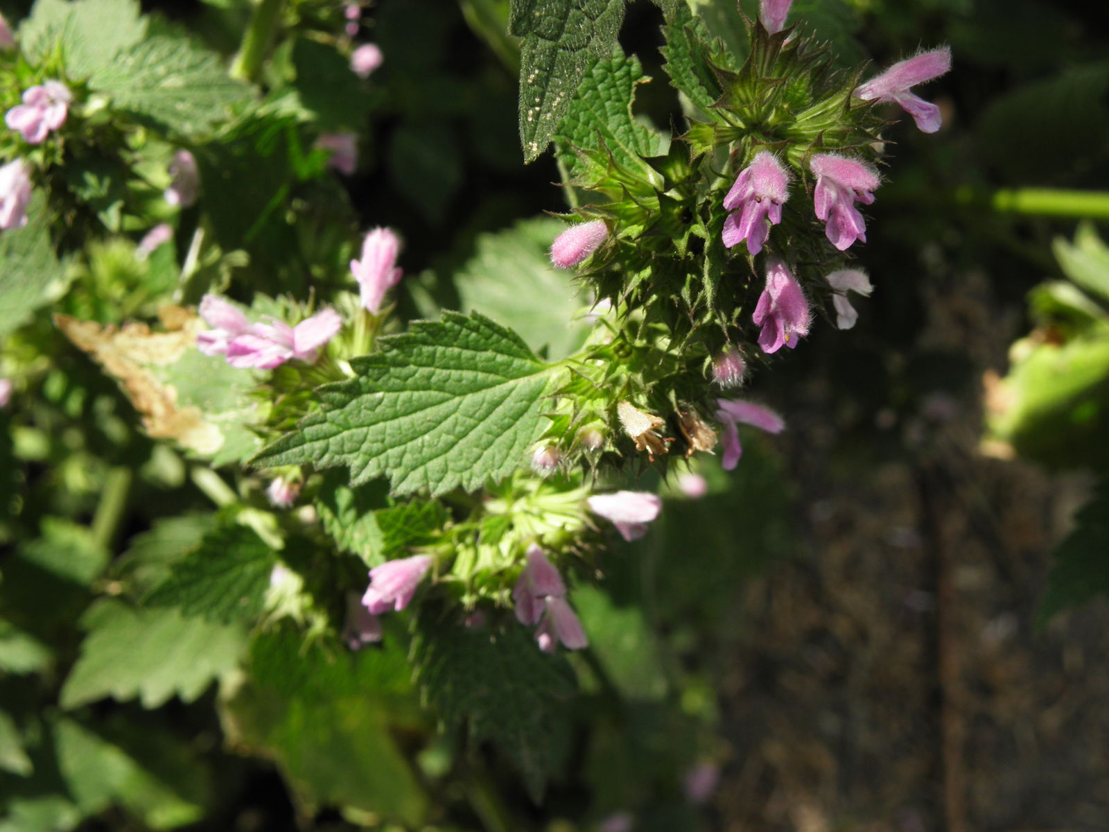 Ballota Nigra Plant with Fuzzy Green Leaves