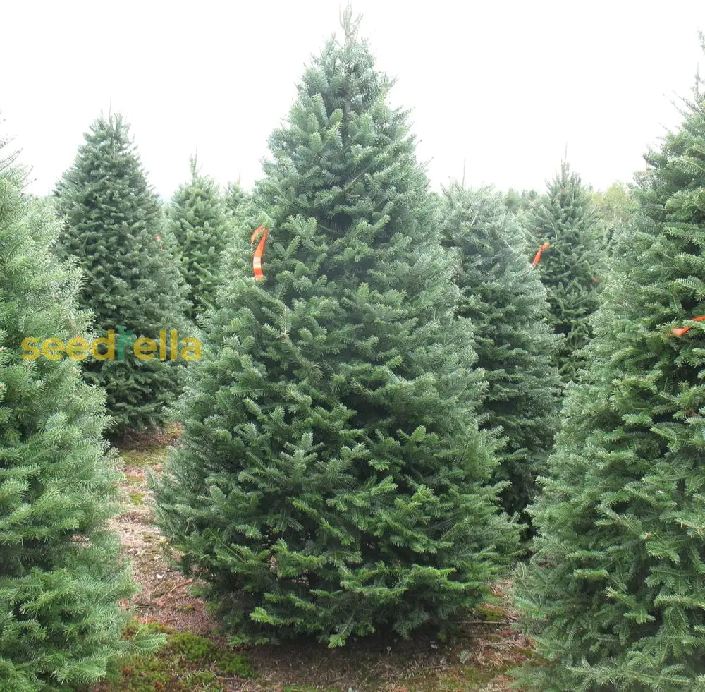 Balsam Fir Seeds Abies Balsamea Evergreen Conifer Tree Aromatic Foliage Attractive Shape Low