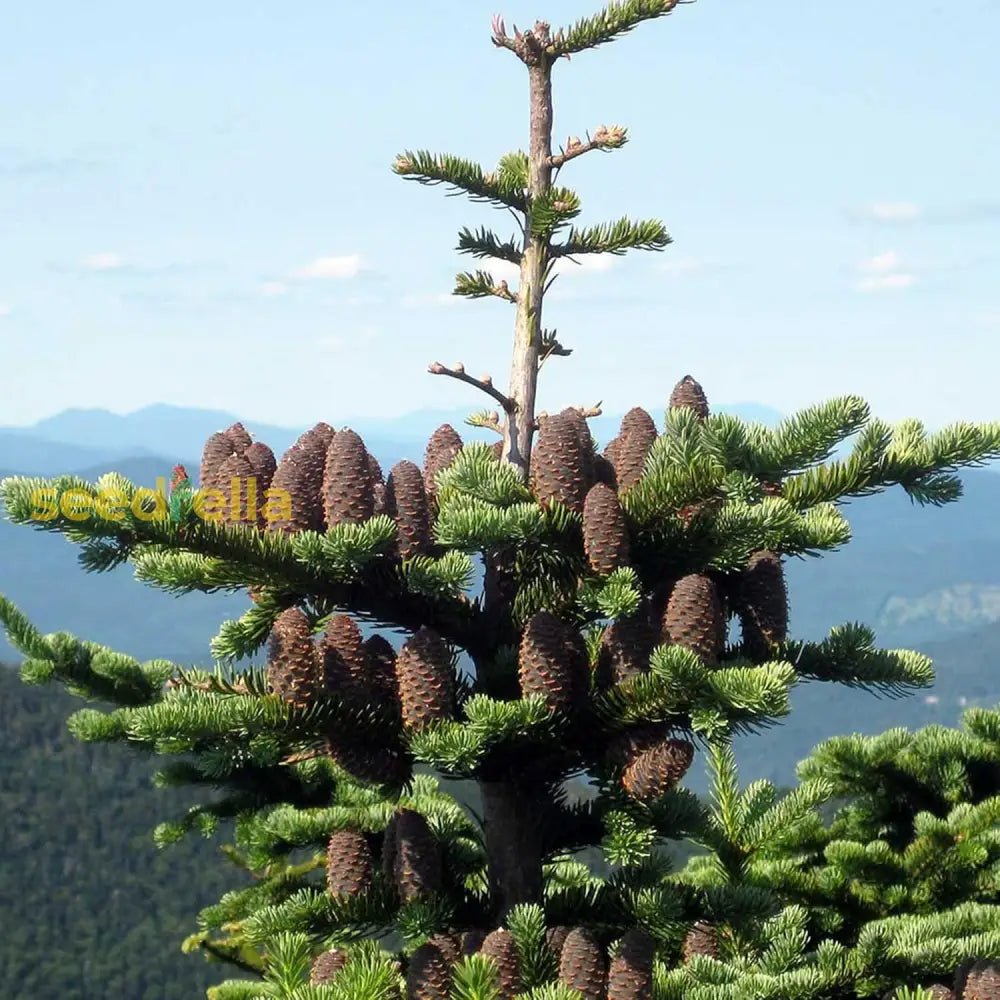 Balsam Fir Seeds Abies Balsamea Evergreen Conifer Tree Aromatic Foliage Attractive Shape Low