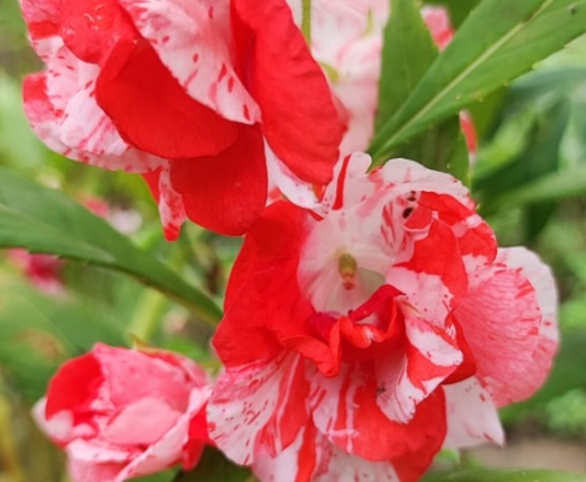 Balsam Flowers in Garden Beds – Orange and White Mix
