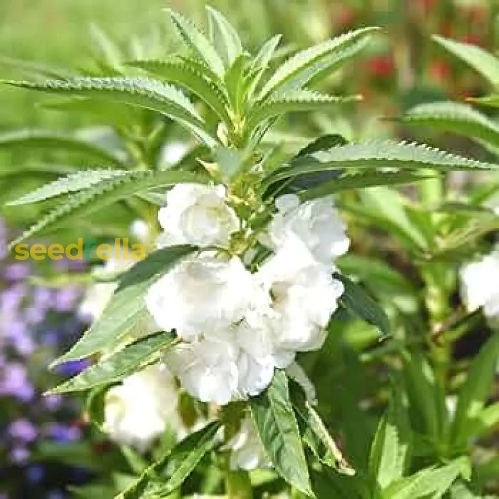 Balsam Flower Seeds For Planting