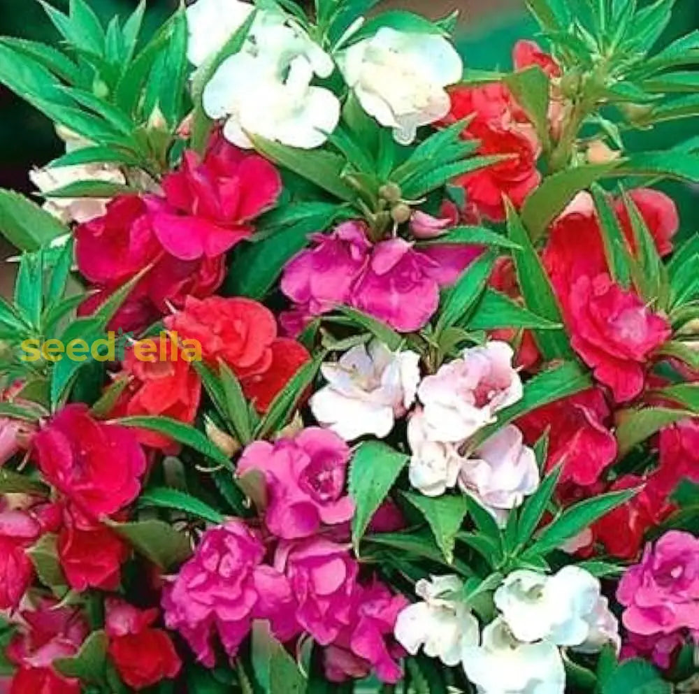 Balsam Flower Seeds For Planting - Red And White Mix