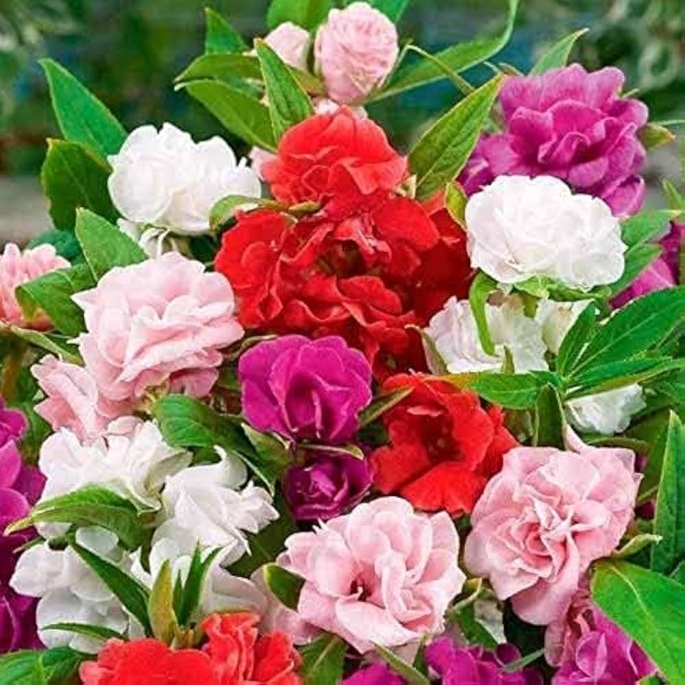 Balsam Flower Seeds for Planting Red and White Mix