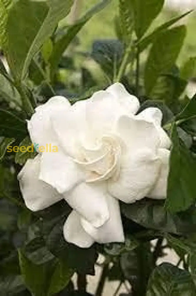 Balsam Flower Seeds - White Planting Variety