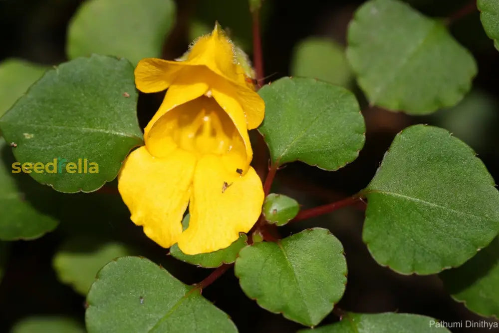 Balsam Flower Seeds - Yellow Blooms For Your Garden Planting