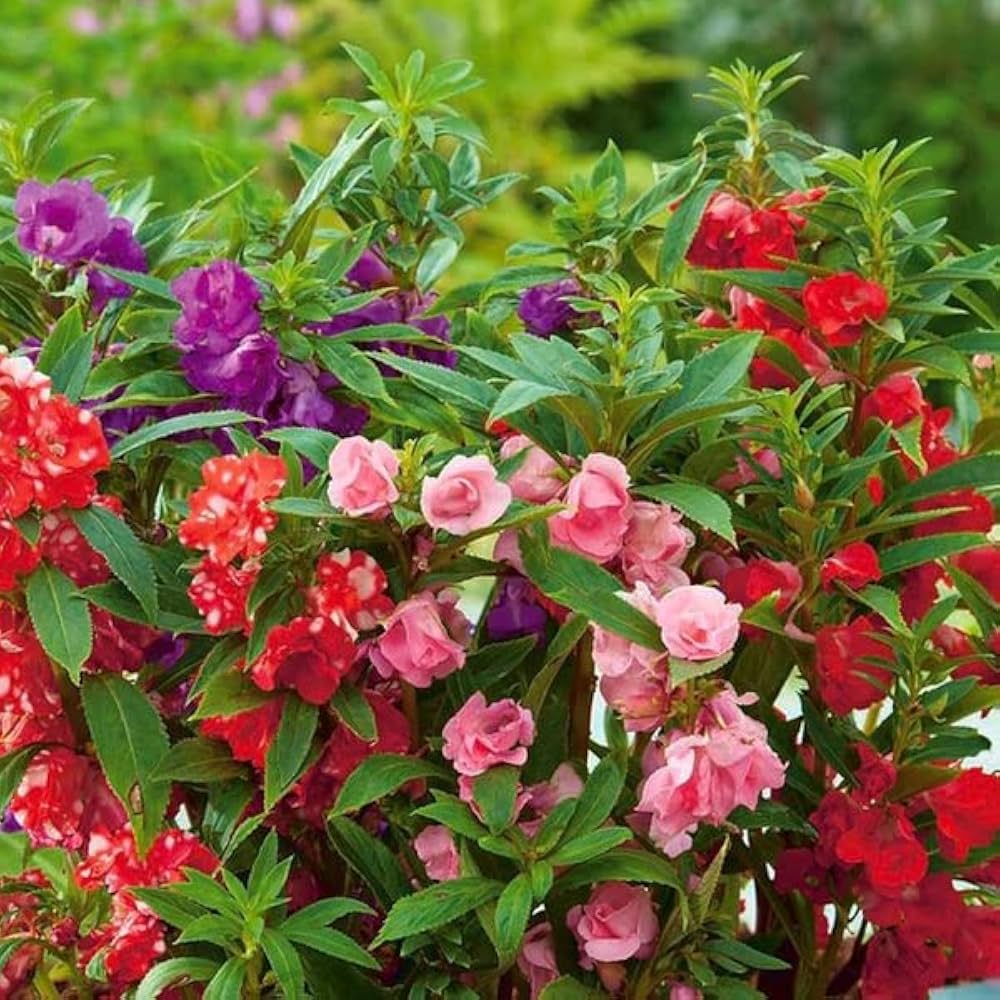 Pink Balsam Flowers Growing in Pots