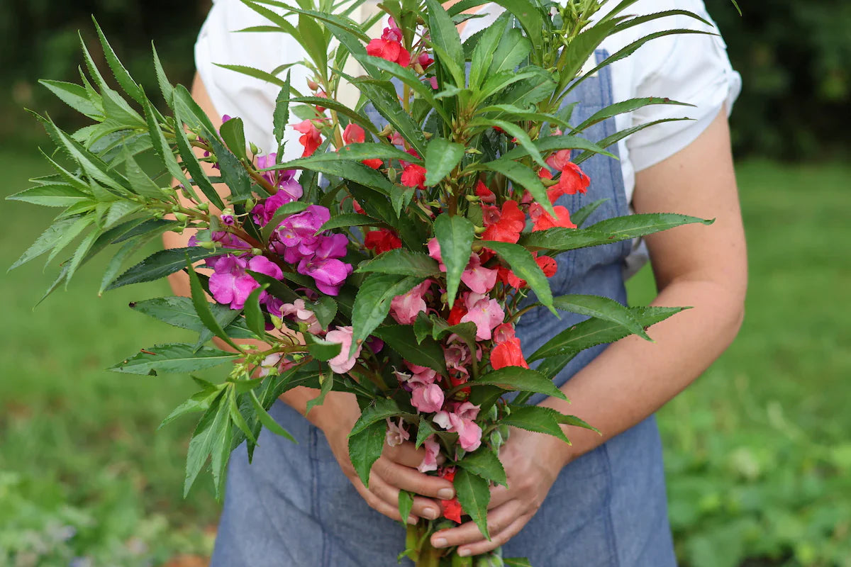 Balsamine Seeds For Colorful Garden Blooms Flower