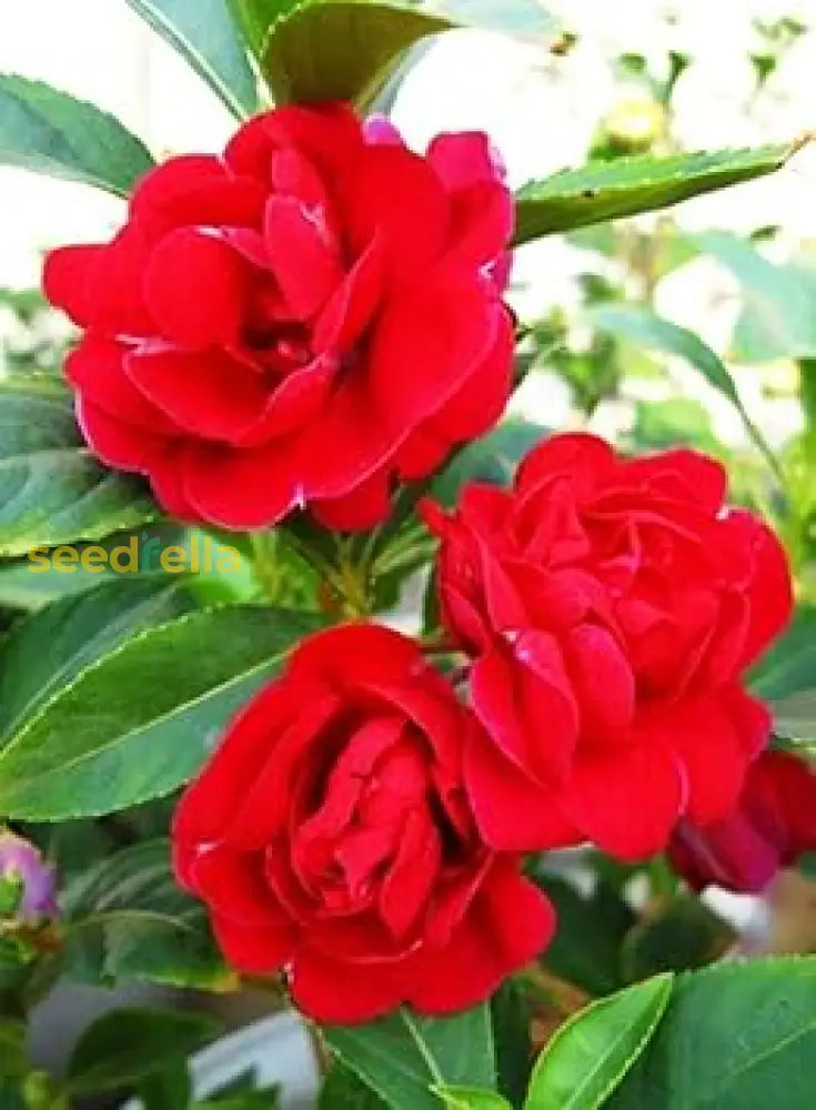 Balsamine Flower Seeds (Red) For Garden Planting