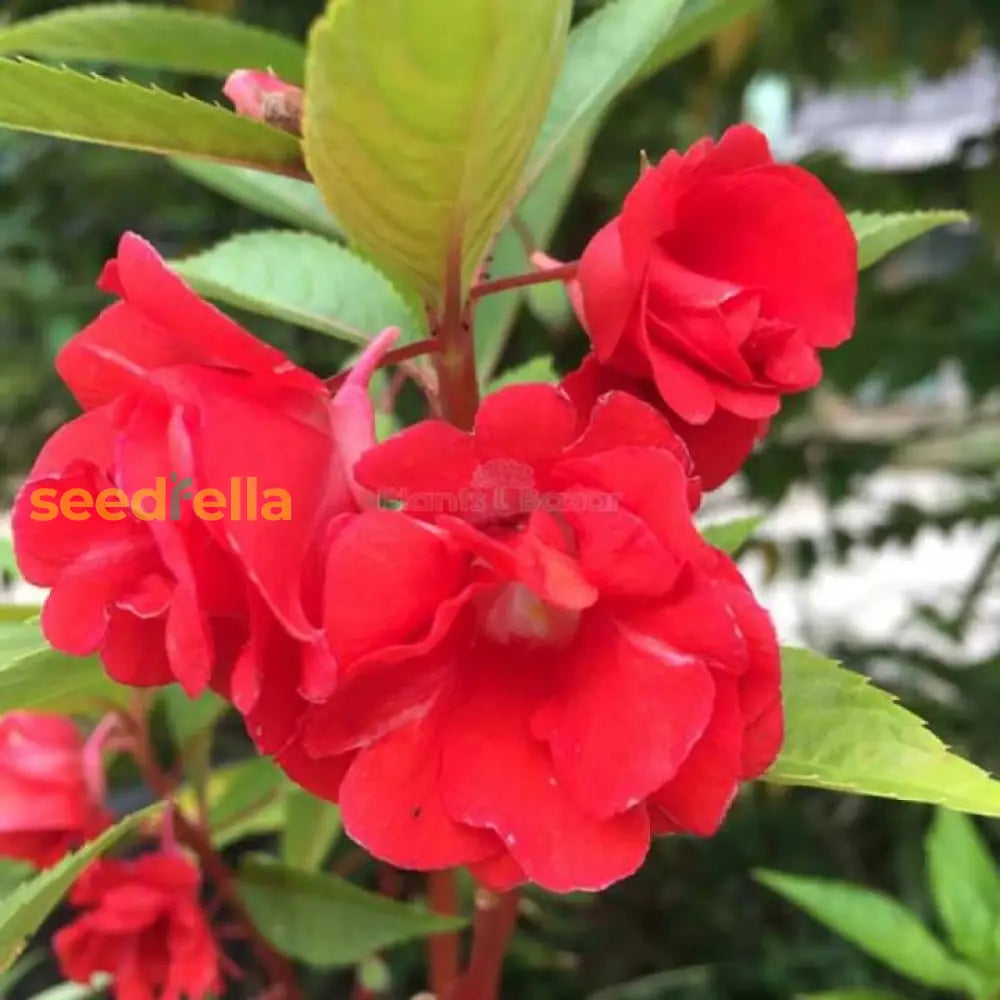 Balsamine Flower Seeds (Red) For Garden Planting