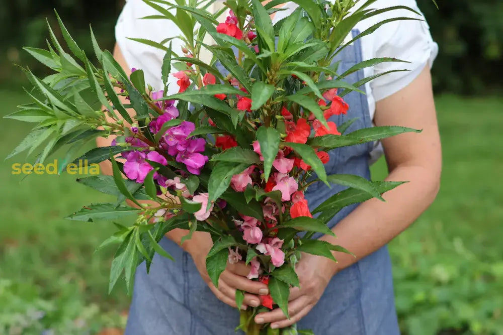 Balsamine Seeds For Colorful Garden Blooms Flower