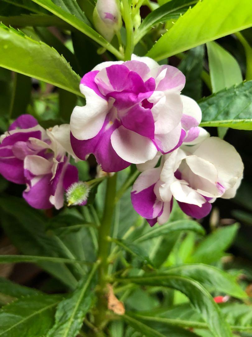 Easy to grow Purple Balsamine seeds for containers and hanging baskets
