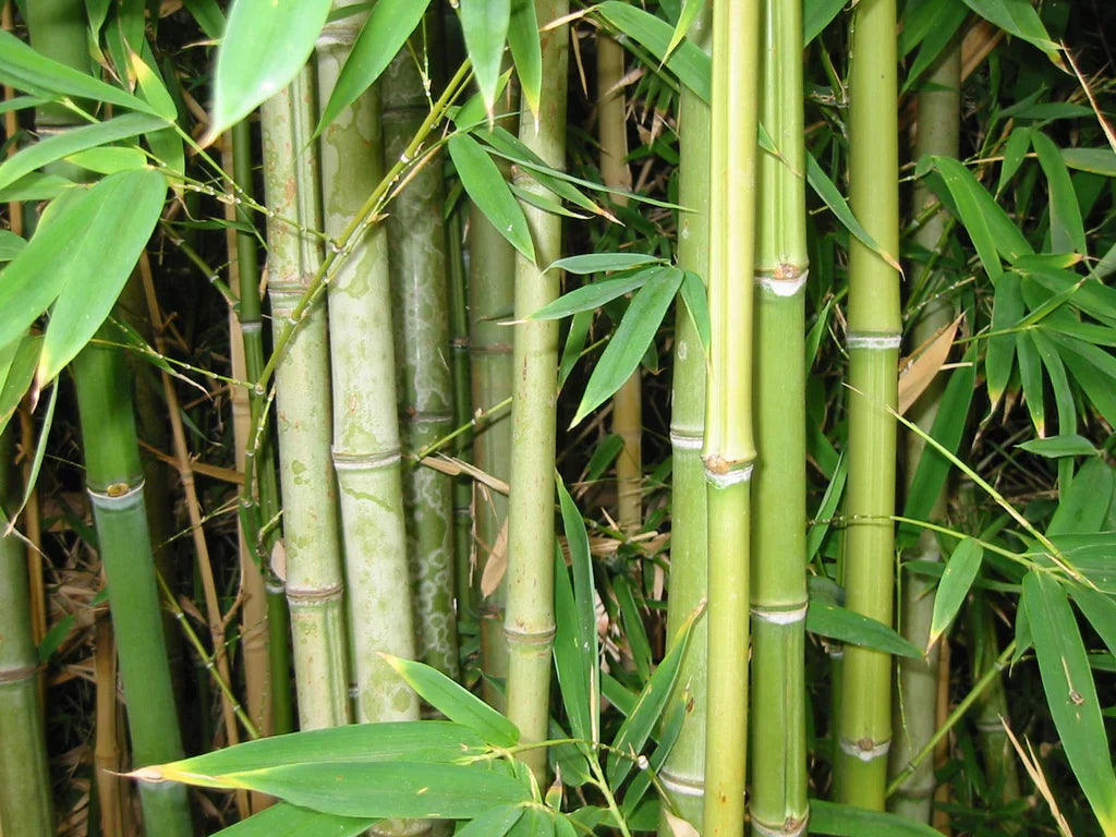 Tall Bambus (Bamboo) Stalks in a Green Landscape