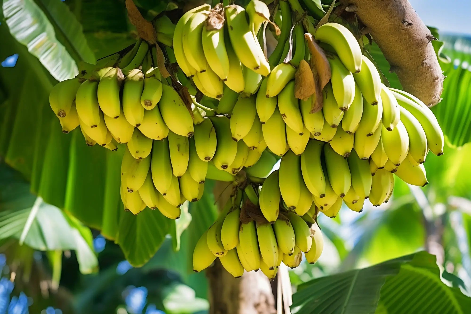 Banana plants growing in containers on patio
