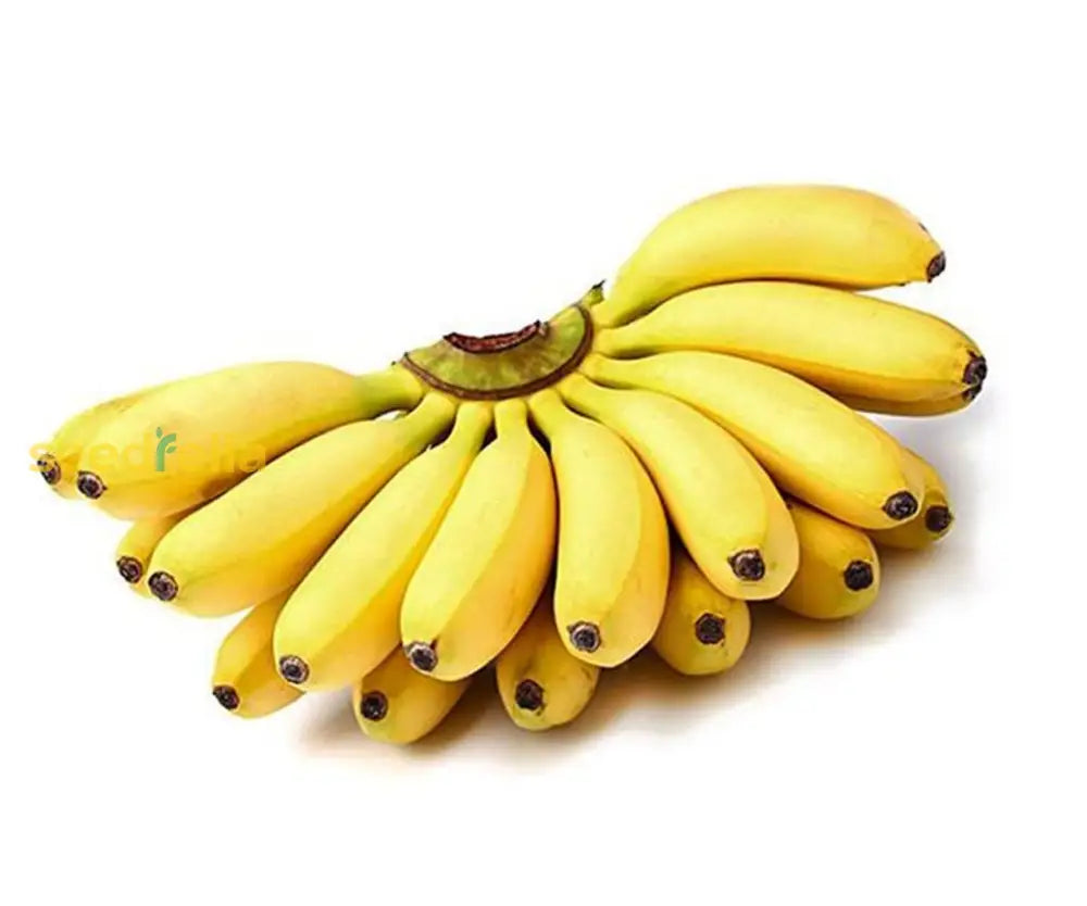 Banana Fruit Seeds For Planting - Perfect Unique And Delicious Gardens