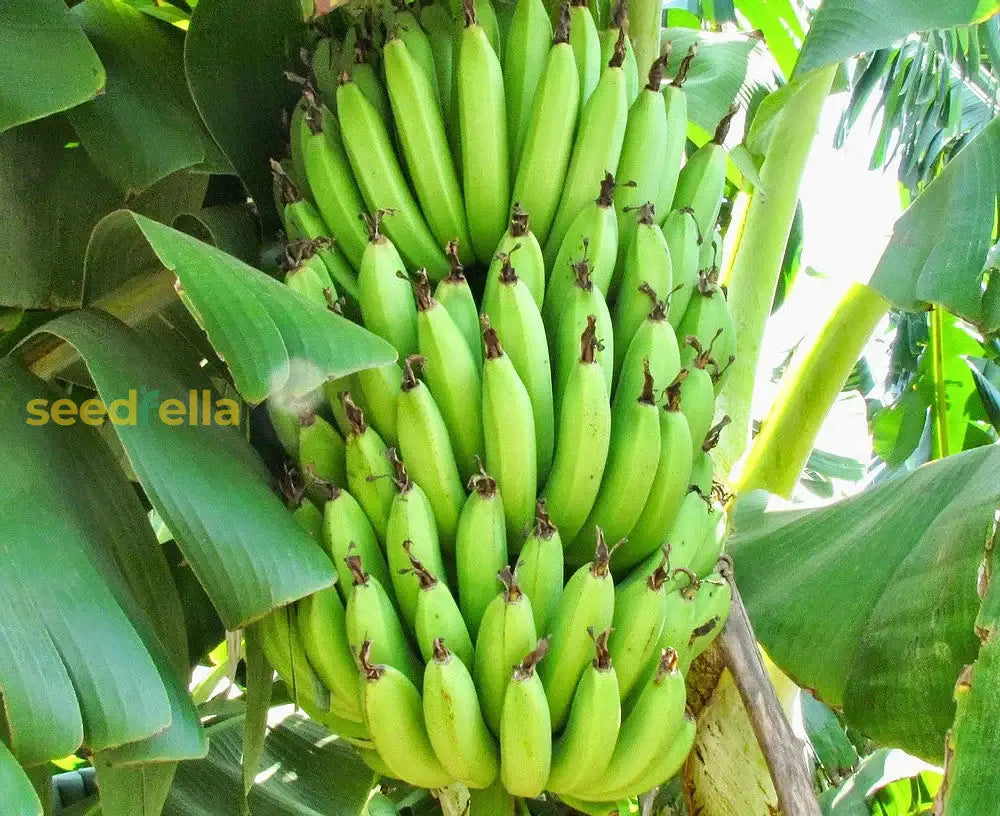 Banana Fruit Seeds For Planting - Perfect Unique And Delicious Gardens