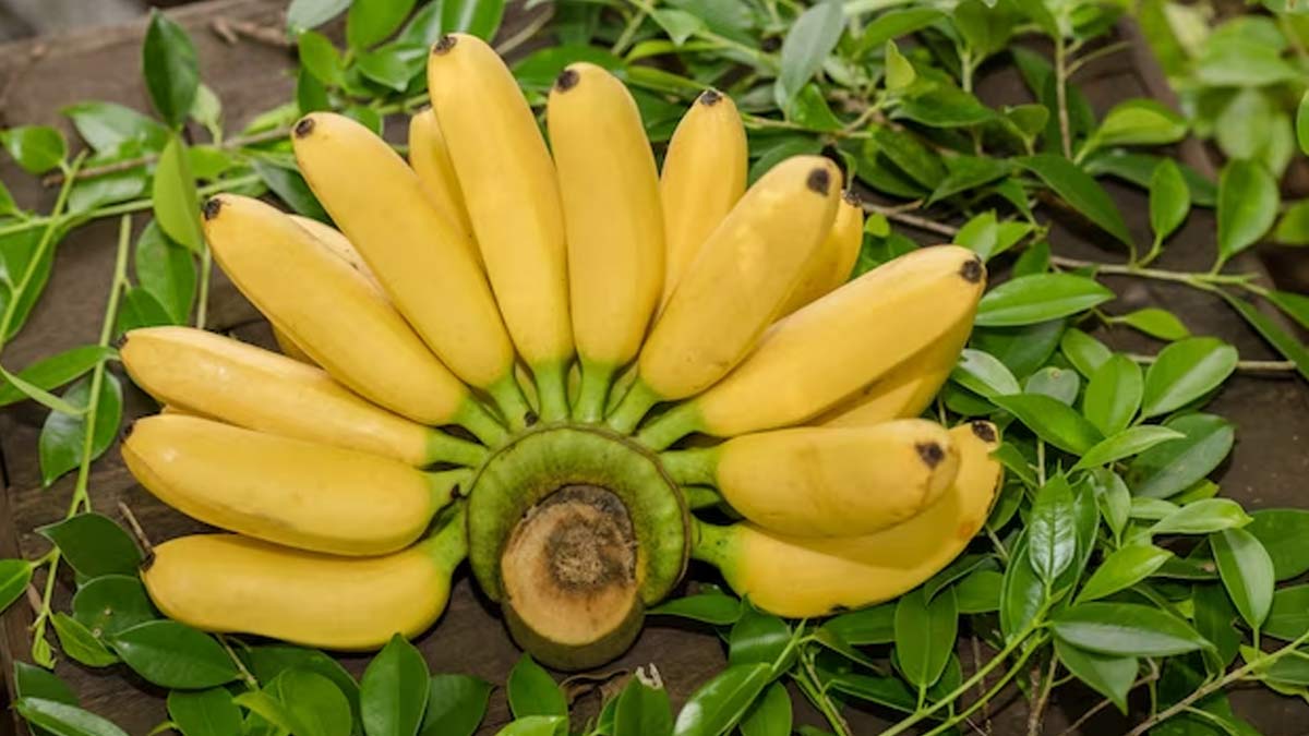Banana Tree Growing in Garden, Healthy Tree with Yellow Bananas Ready for Harvest