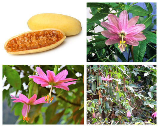 Banana Passion Fruit Seeds – Passiflora mollissima Non-GMO Pink Flower Vine