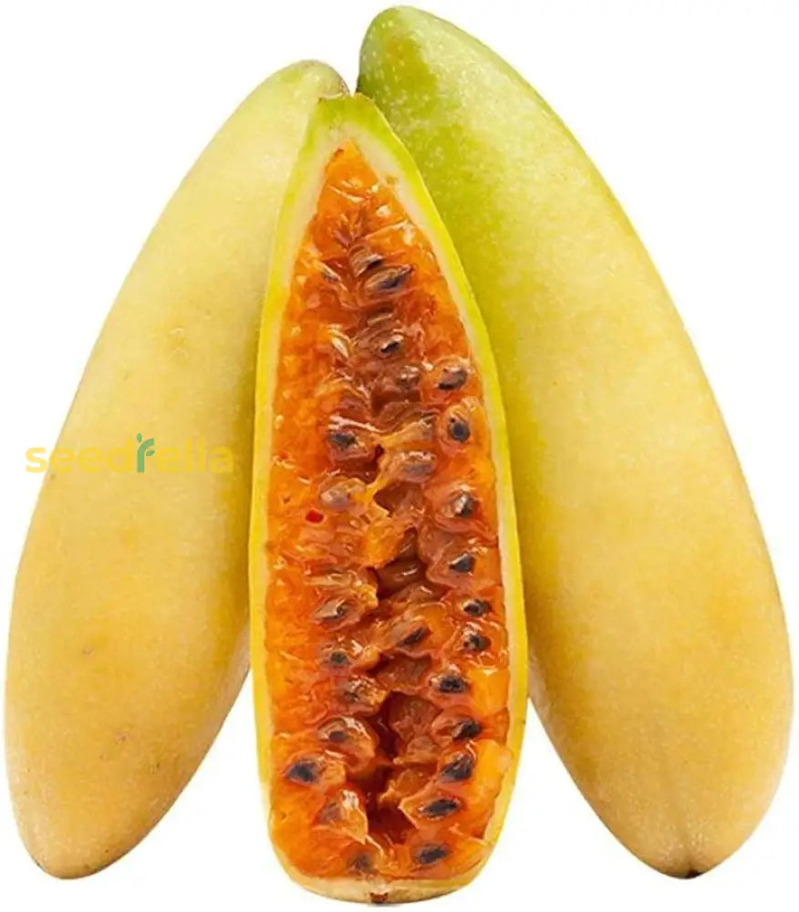 Banana Passion Fruit Seeds for Planting Tropical Variety