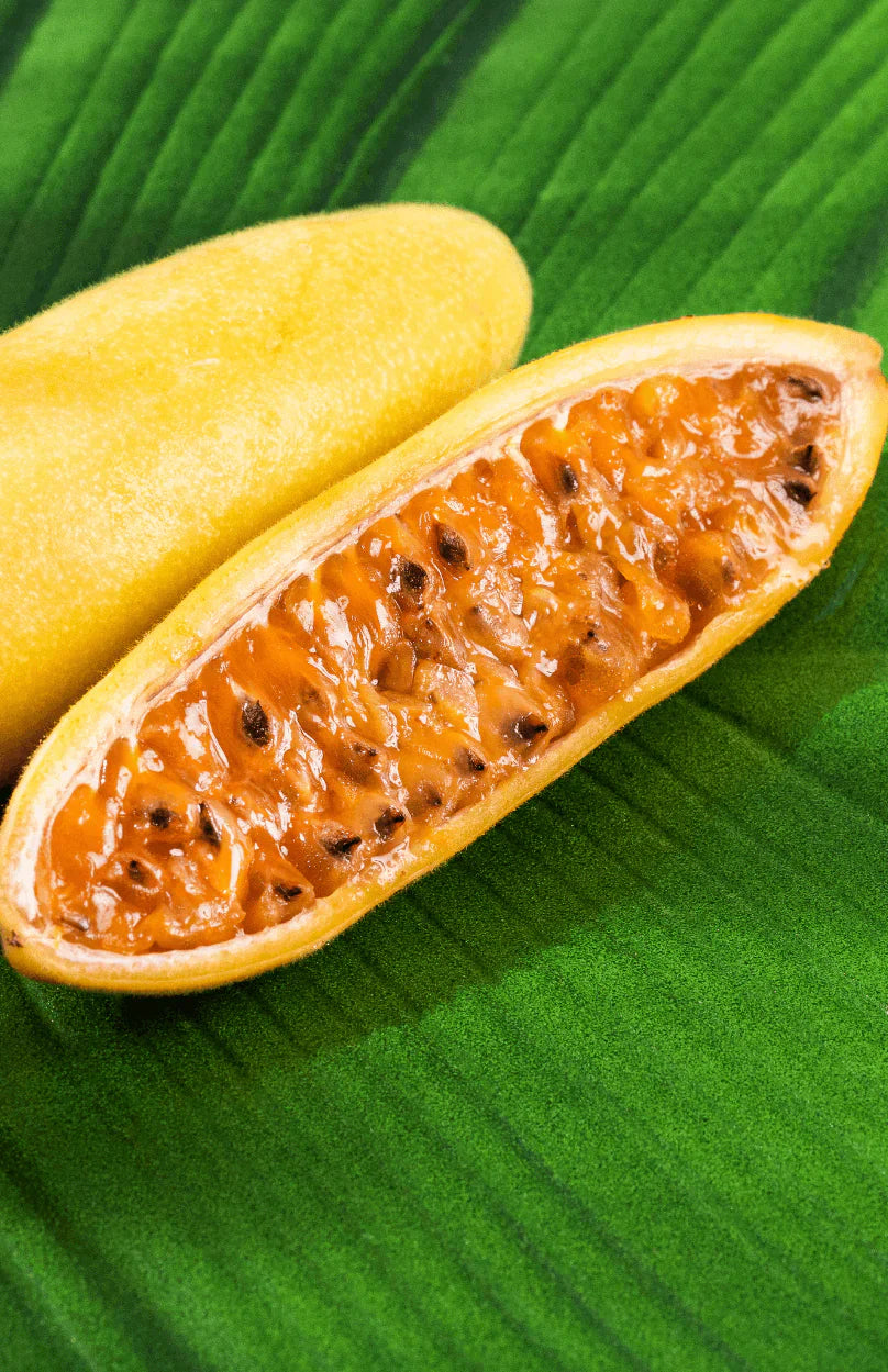 Banana Passion Fruit vine growing from seeds in garden