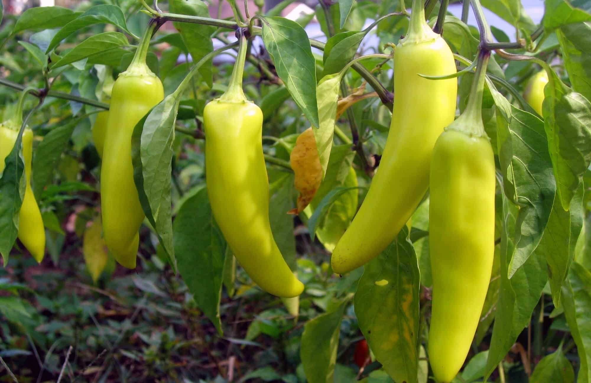 Planting Banana Pepper Vegetable Seeds - Sweet Spice For Your Garden Seeds