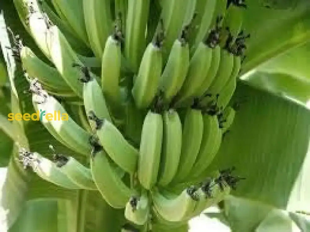 Banana Seeds For Planting  Grow Your Own Green Fruit