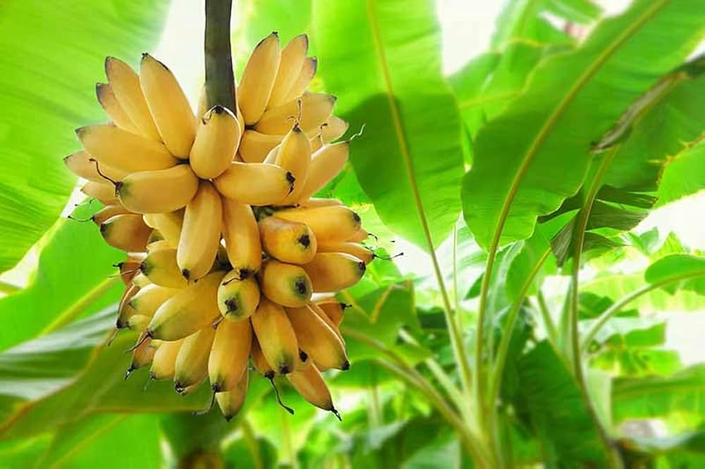 Banana seeds for planting Musa acuminata