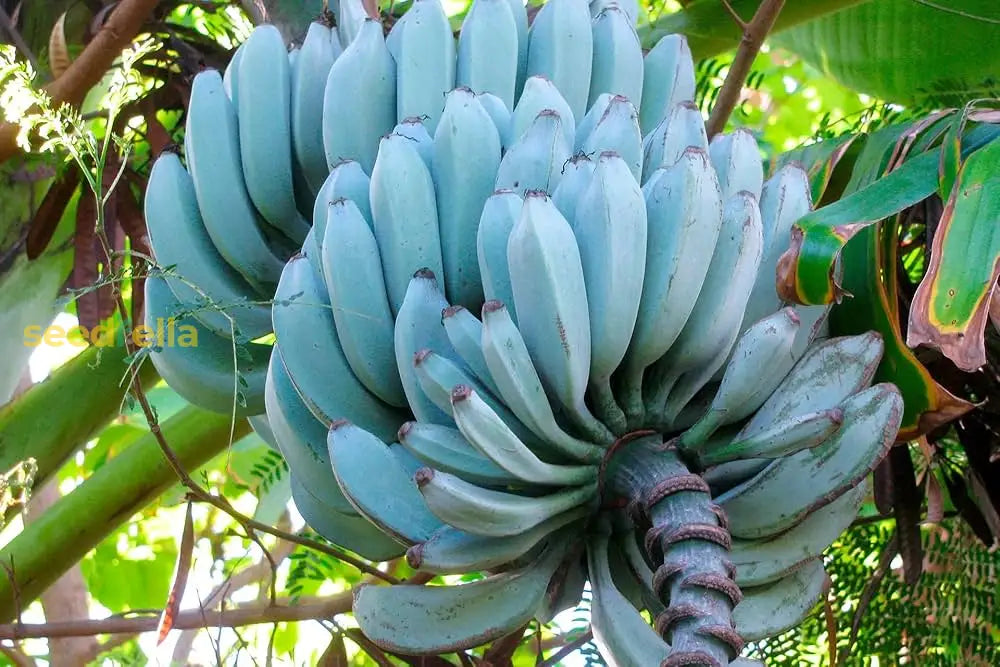 Step-by-Step Planting Guide for Banana Fruit Seeds in Garden