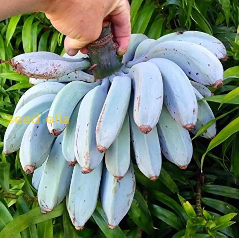 Banana Fruit Seeds Growing in Garden, Healthy Banana Plants in Tropical Climate