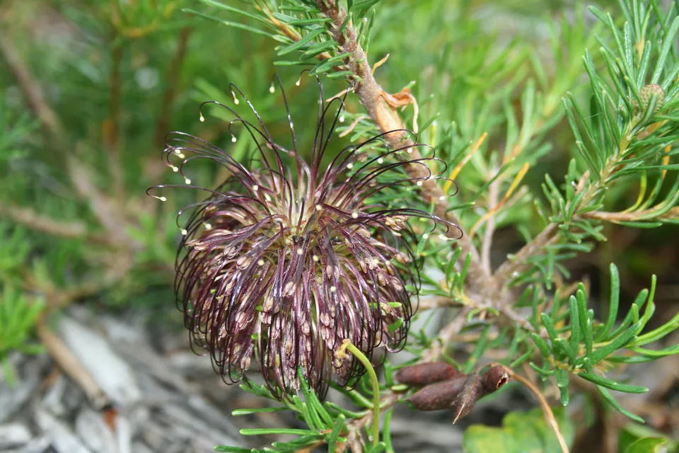 Violet Banksia Flowers Growing in Pots