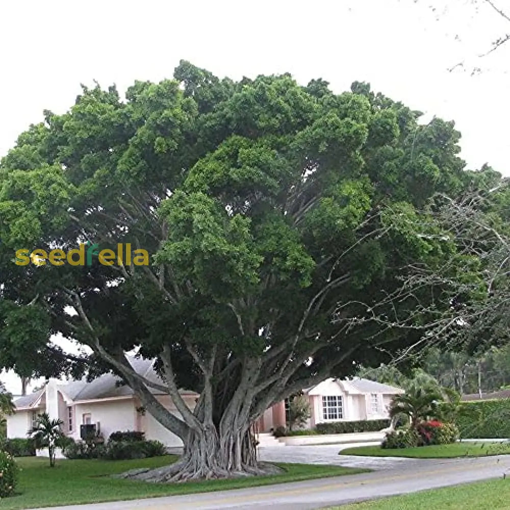 Banyan Tree Seeds For Majestic Growth Planting Plant Seeds