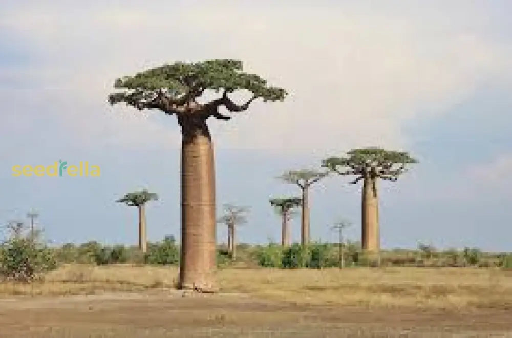 Baobab Tree Seeds For Planting - Create Iconic Silhouettes Plant Seeds