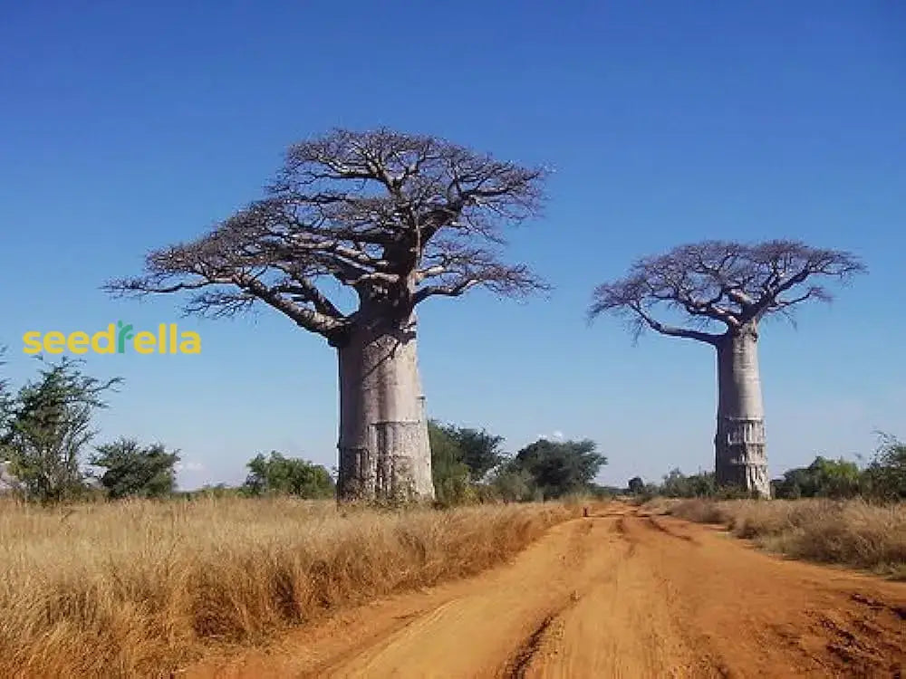 Baobab Tree Seeds: Planting Guide For Successful Growth Plant Seeds