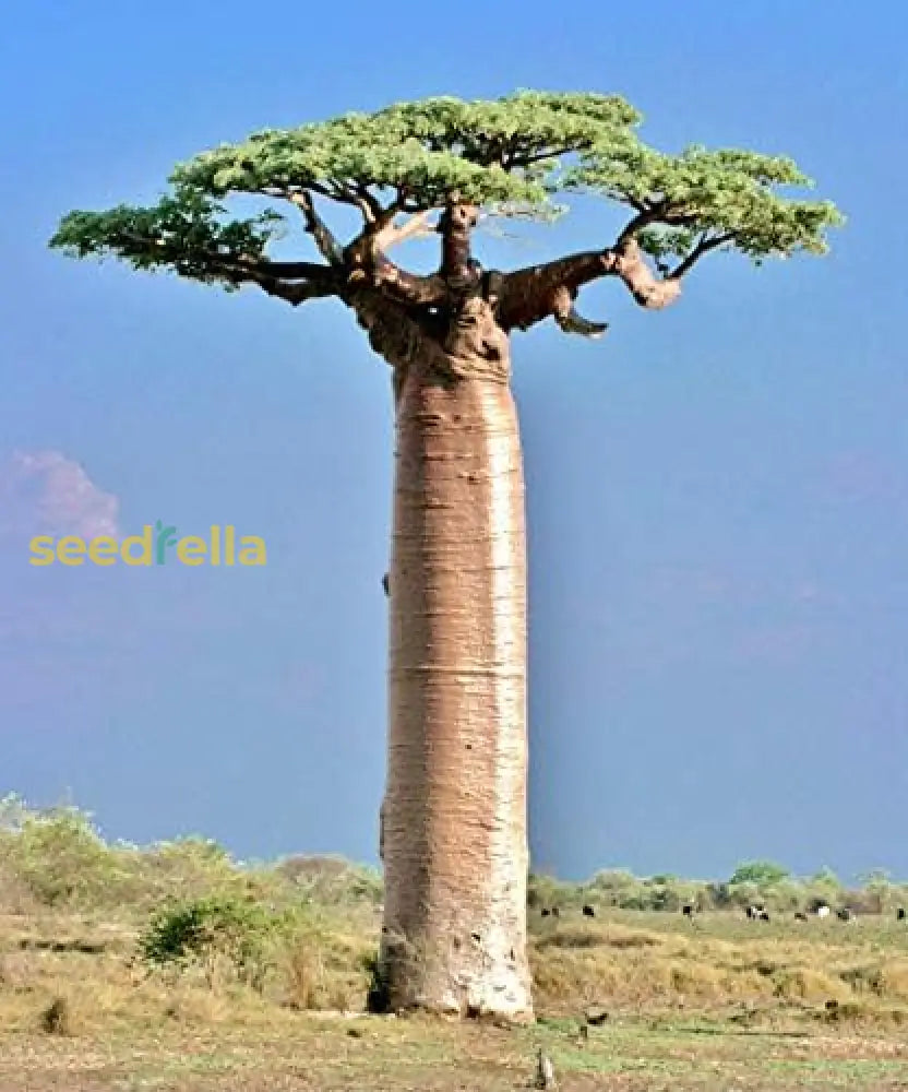 Baobab Tree Seeds: Planting Guide For Successful Growth Plant Seeds