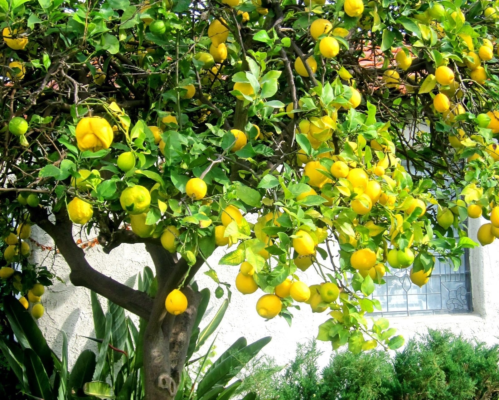 Red Lemon Fruit Seeds Yellow Planting