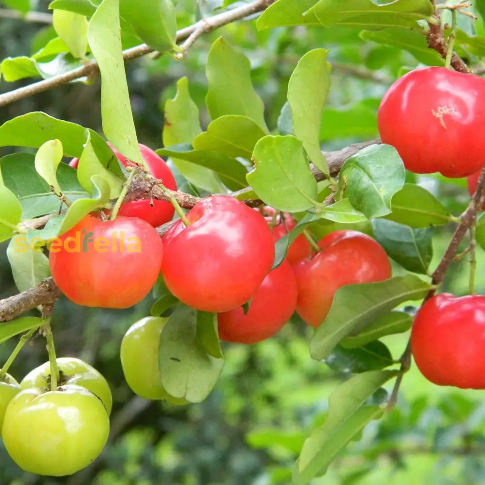 Barbados Cherry Seeds Acerola Malpighia Emarginata Tropical Fruit Juicy Slightly Tart Flesh Highly