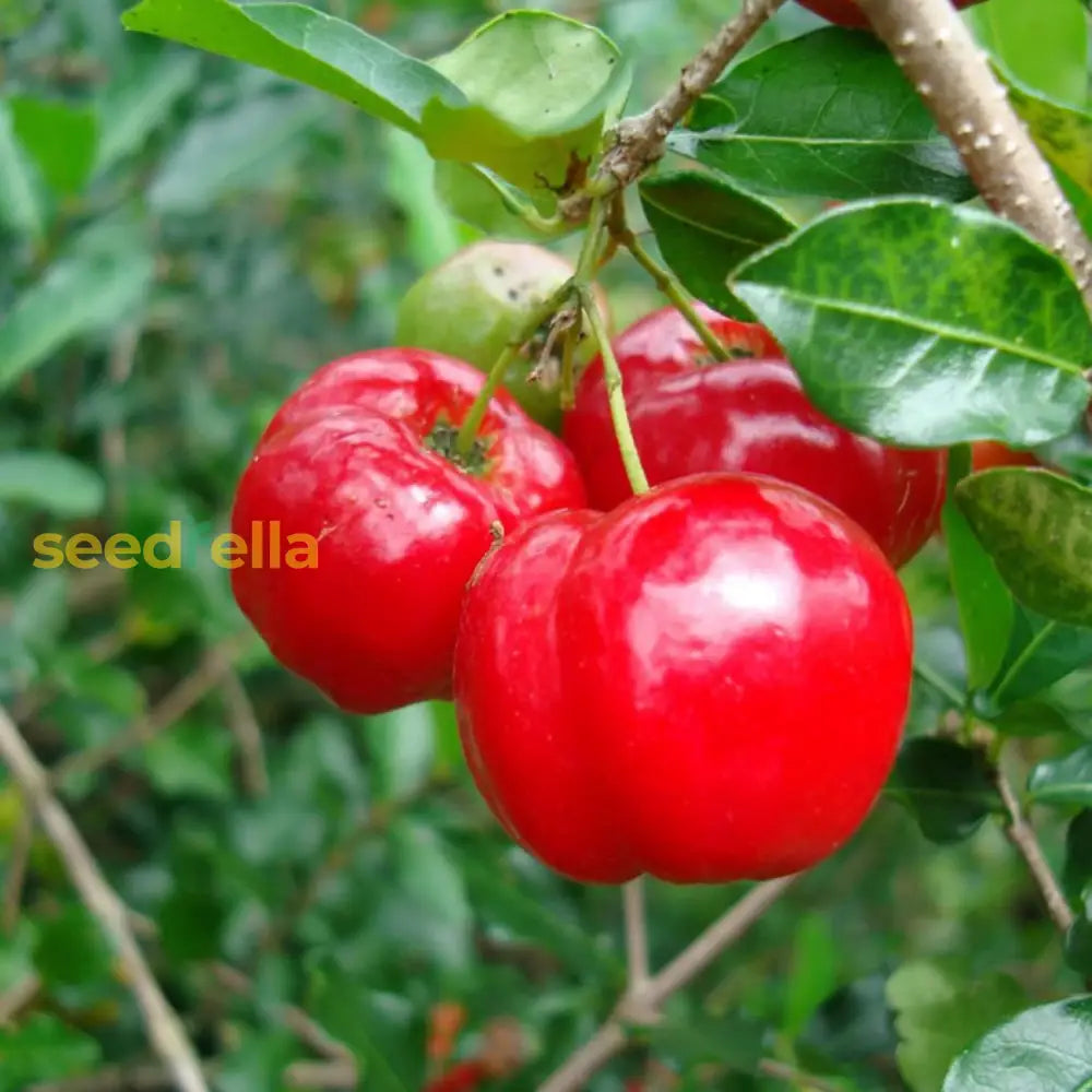 Barbados Cherry Seeds Acerola Malpighia Emarginata Tropical Fruit Juicy Slightly Tart Flesh Highly