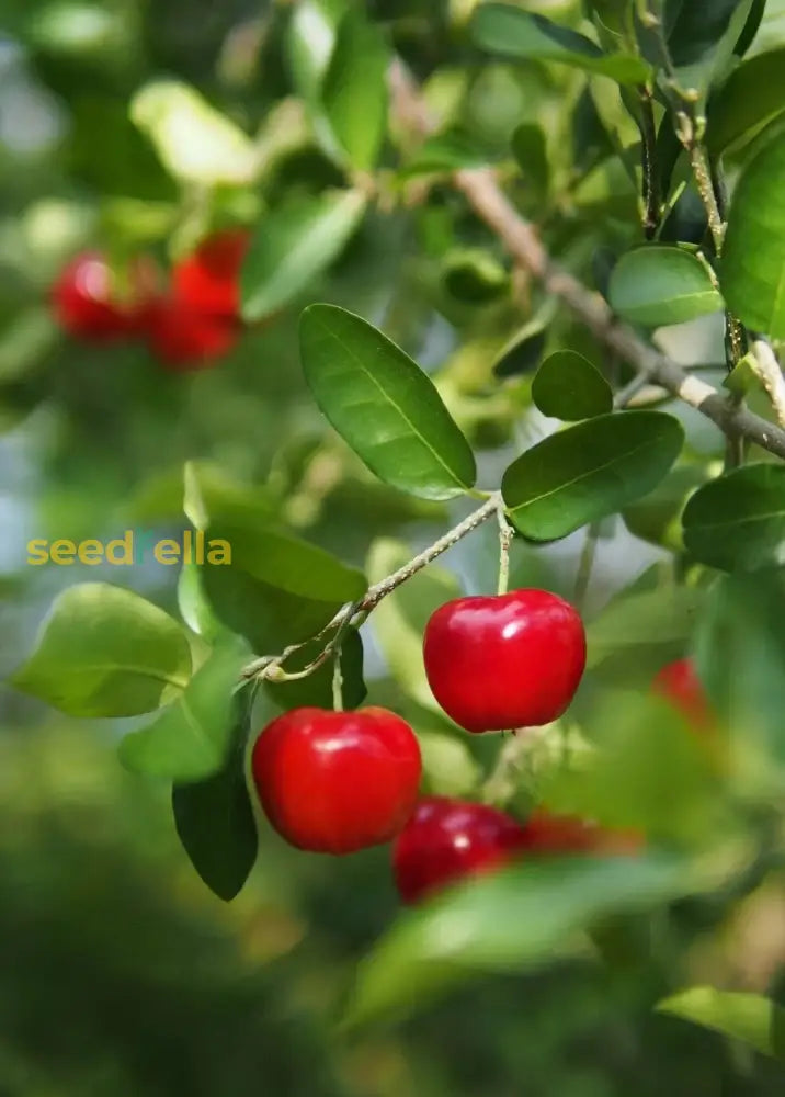 Barbados Cherry Tree Growing in Garden, Healthy Tree with Vibrant Red Cherries