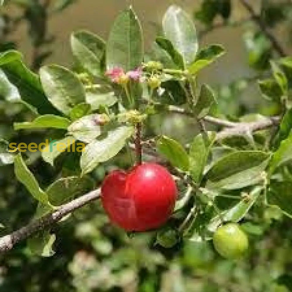 Barbados Cherry Seeds for Planting, Easy Guide for Growing Acerola Cherries in Your Garden