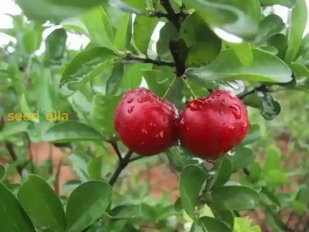 Step-by-Step Planting Instructions for Barbados Cherry Seeds in Your Garden
