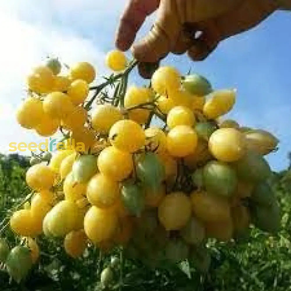 Barry's Cherry Seeds for Planting Sweet & Juicy Fruit