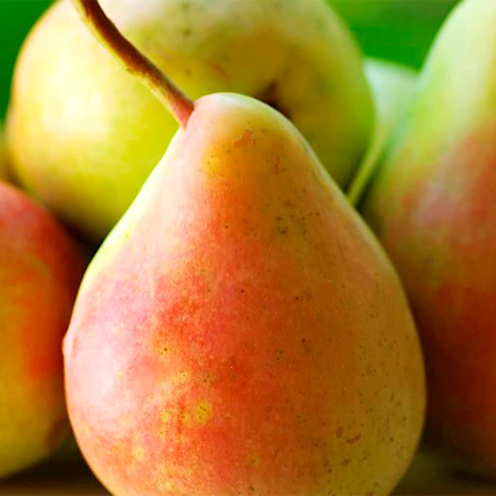 Bartlett Pear Seeds – Pyrus communis – Fruit Tree for Orchard & Edible ...