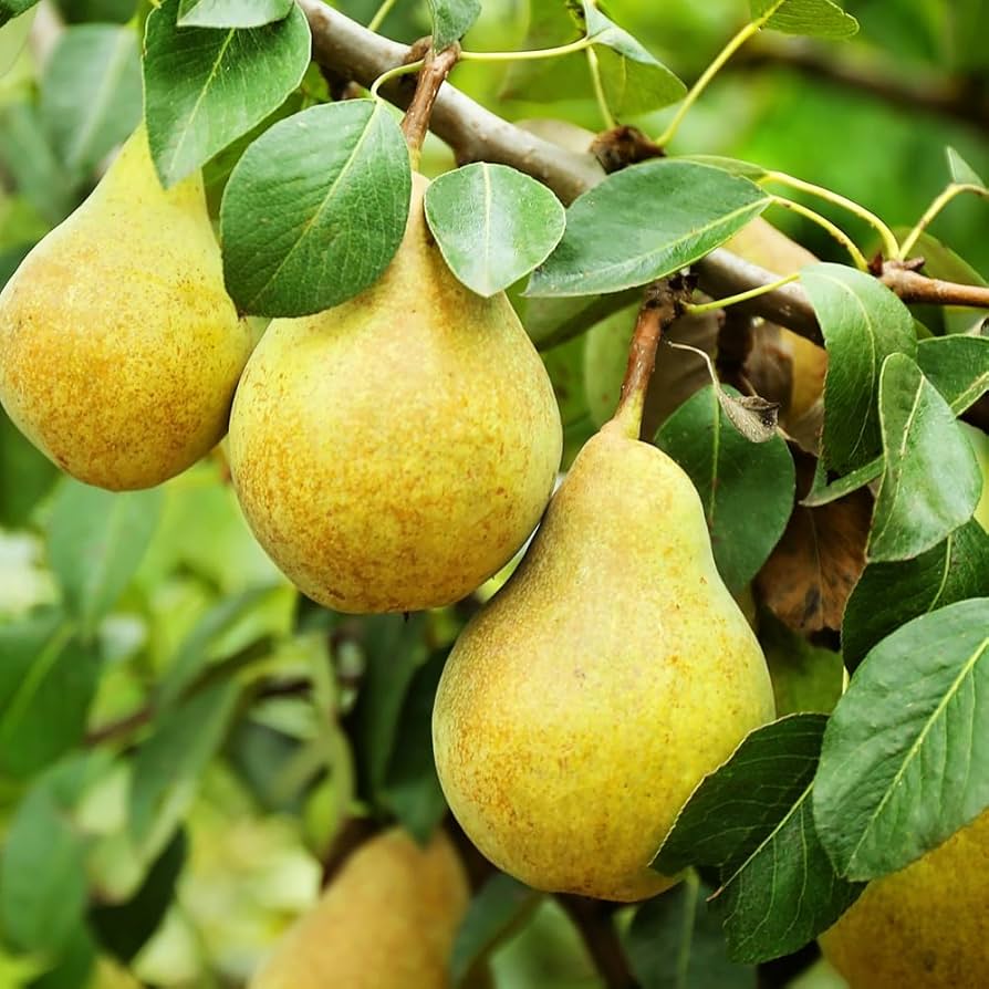 Bartlett Pear tree with ripe fruit