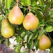 Bartlett pear tree seeds showing white spring blossoms on branches