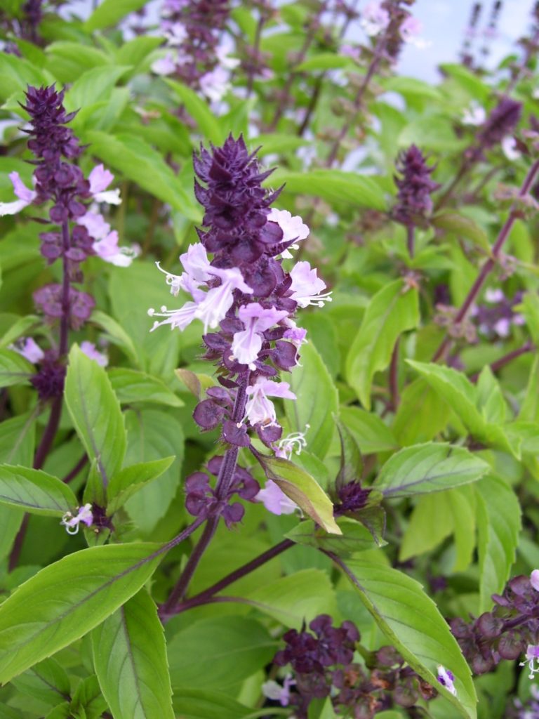 Cinnamon Basil Seeds For Planting Aromatic Herbs Herb