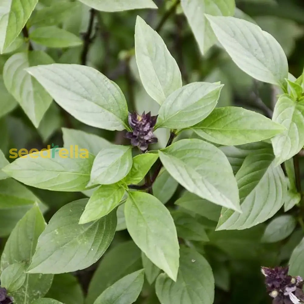 Basil Dolce Fresca Seeds For Gardening & Planting | Premium Quality Herb Lush Flavorful Plants