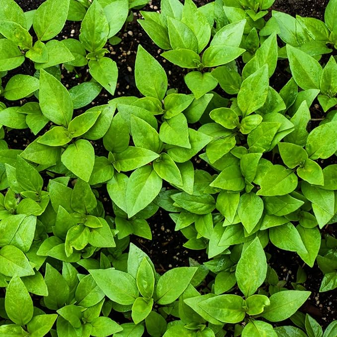 Basil plants growing in home kitchen herb garden